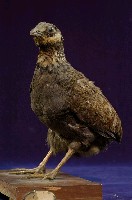 藏品(深山竹雞)的圖片